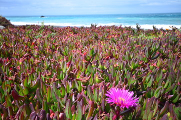 Wild coast in New Zealand