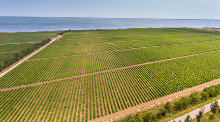 Aerial shot of a well-planned vineyard field, located on a seashore in Europe