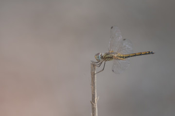 Macro shot of a dragonfly in the sunlight.