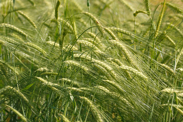Young wheat field background