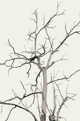 Dry tree, dead tree with beautiful branch silhouette on white background. Suitable as reference for art and design work.