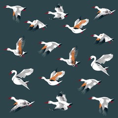 Fototapeta premium Seamless pattern with a group of swans . Vector texture for your creativity background. Vector texture for your creativity