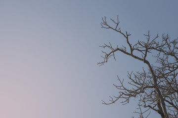 tree and cloudless blue sky, copy space