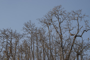 tree and cloudless blue sky, copy space