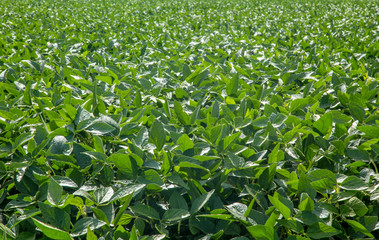 soy plantation