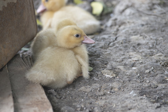 Yellow ducklings are in rural farms.