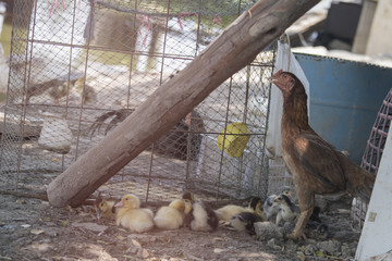 Rooster and chickens. farm. Chickens on traditional free range poultry farm.