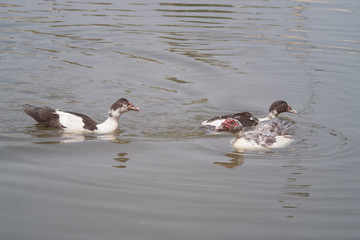 duck swimming and seeking for food in the pond