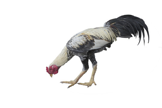 One live rooster isolated on white background