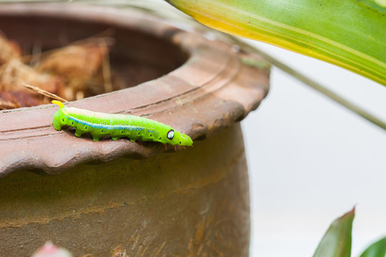 Selective focus on Caterpillar, Big green worm on tree