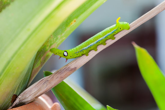 Selective focus on Caterpillar, Big green worm on tree
