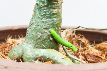 Selective focus on Caterpillar, Big green worm on tree