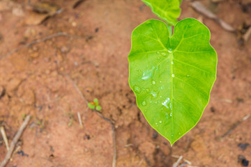 wet leaves