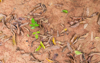 Wet ground