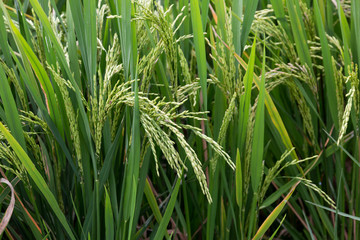 Fototapeta premium Erntereifer Reis (Oryza sativa)