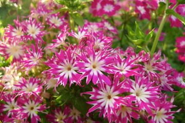 petunias