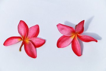Beautiful red Plumeria on white background