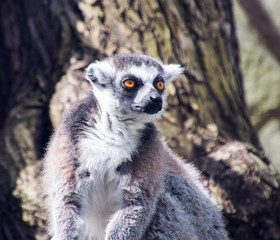 Ring-tailed Lemur (Lemur catta)