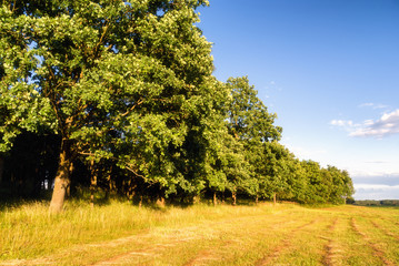 Łąki nad Narwią © podlaski49