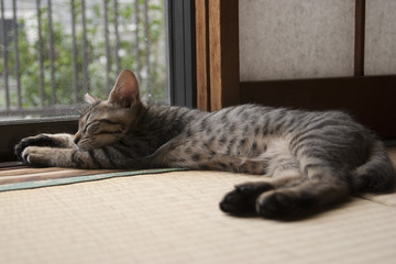 ねこ