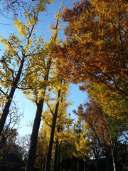 秋に紅葉する銀杏並木