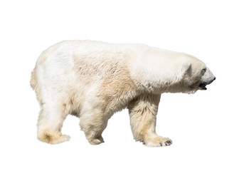 Obraz na płótnie Canvas Polar Bear Isolated on White Backgound