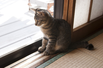 ねこ