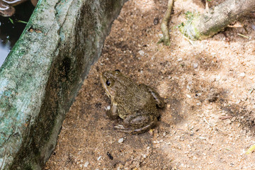 Wat Satri ・Wat Rakhang : チャオプラヤー川・お寺