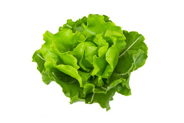 lettuce model from japanese clay on white background