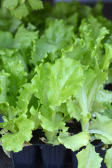Salad close up