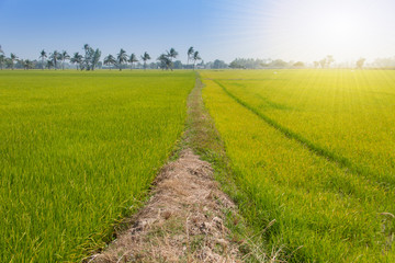 Green rice fields