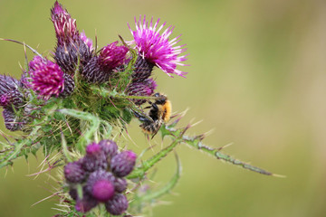 Distel und Hummel