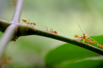 ant wildlife on nature background ..