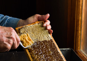 Fototapeta Beekeeping. The beekeeper removes the wax lids from honeycombs before extracting honey. obraz