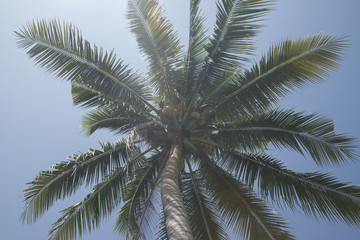 Fototapeta na wymiar crone of a palm tree with coconut