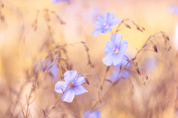 Pale blue flowers on a yellow brown background. The beautiful blurred background with flowers. Flax of the field.