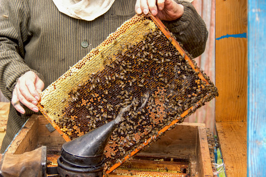 Beekeeper in the process of collecting honey. Working bees on honeycombs.