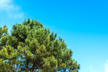 Pine trees and blue sky.