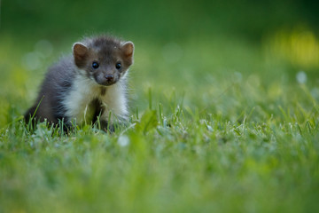 Naklejka na ściany i meble Beautiful and playful beech marten in the jump, forest animal, Martes foina, Stone marten, detail portrait. Small predator with the tree trunk near forest. Young animal, baby. Czech republic, europe.