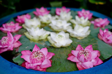beautiful lotus flower in pond / droplet water  / pink white color