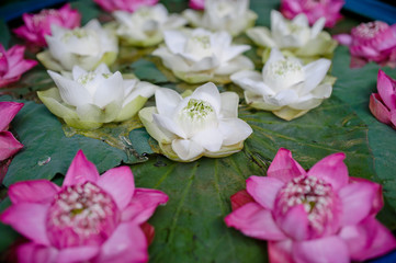 beautiful lotus flower in pond / droplet water  / pink white color