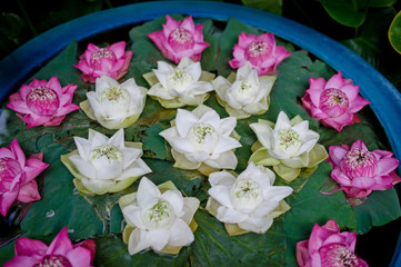 beautiful lotus flower in pond / droplet water  / pink white color