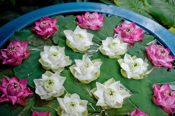 beautiful lotus flower in pond / droplet water  / pink white color