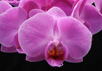 Naklejka na ściany i meble Pink orchid flower isolated on black background