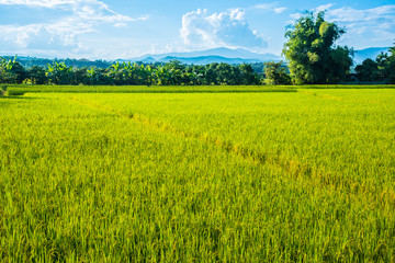 Fototapeta premium Beautiful rice field landscape with blue sky and cloud.