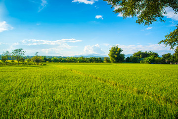 Beautiful rice field landscape with blue sky and cloud.