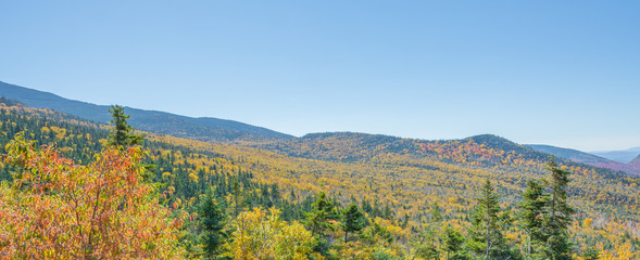 Mountainside Runs Golden Yellow In Autumn  