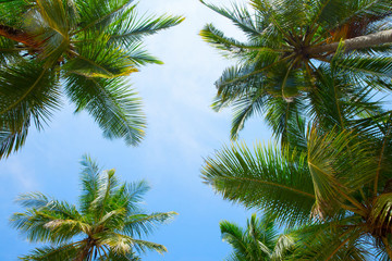 Obraz na płótnie Canvas Coconut tree on the sky background
