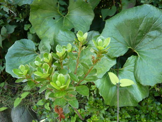 まっすぐに伸びる低木