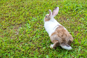 Rabbit sleep on the lawn.